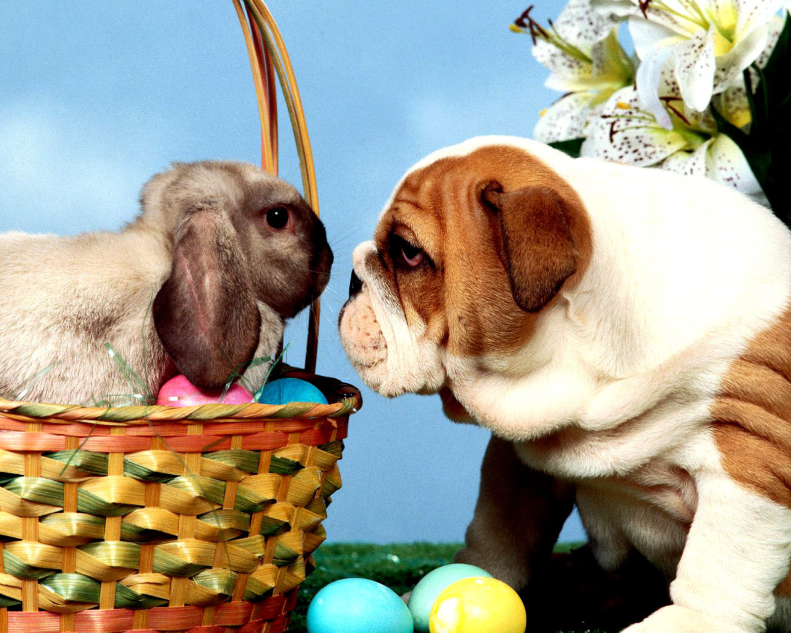 Easter Dog and Rabbit wallpaper 1600x1280