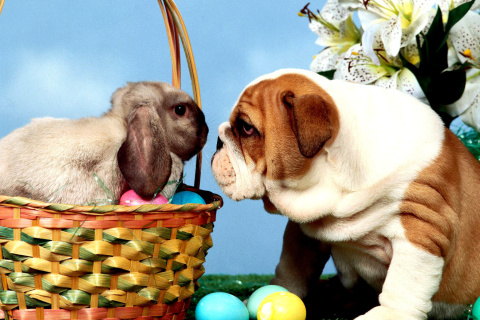 Обои Easter Dog and Rabbit 480x320