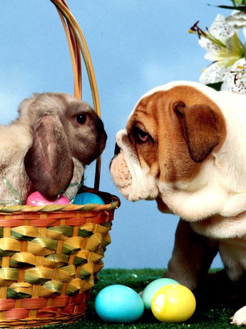 Fondo de pantalla Easter Dog and Rabbit 480x640