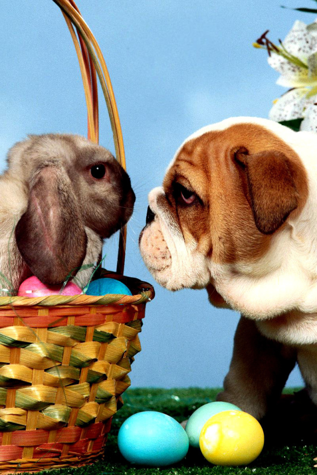 Fondo de pantalla Easter Dog and Rabbit 640x960