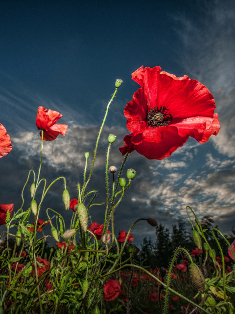 Poppy Field Hdr wallpaper 480x640