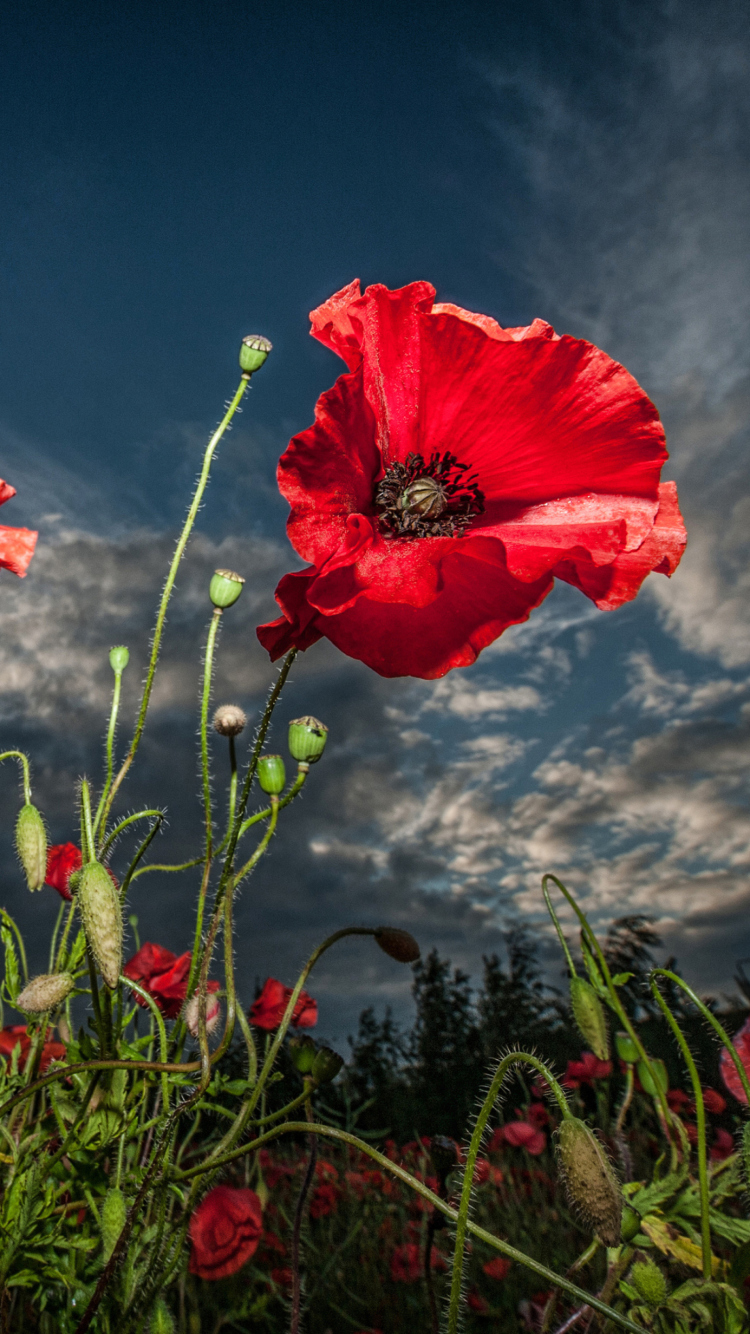 Sfondi Poppy Field Hdr 750x1334