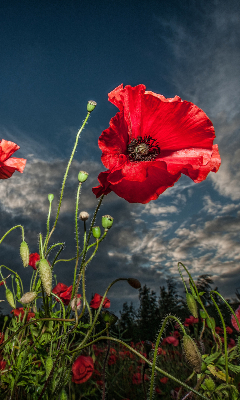 Sfondi Poppy Field Hdr 768x1280