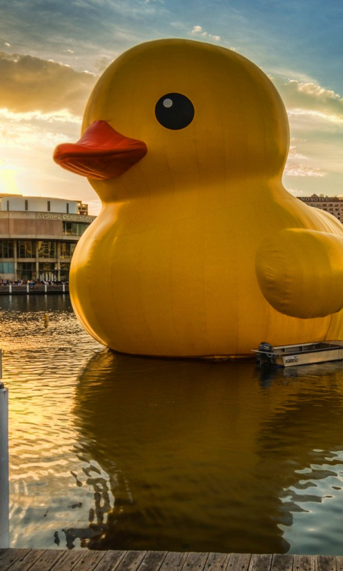 Giant Yellow Duck wallpaper 480x800