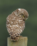 Sfondi Owl 128x160
