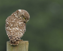 Sfondi Owl 220x176