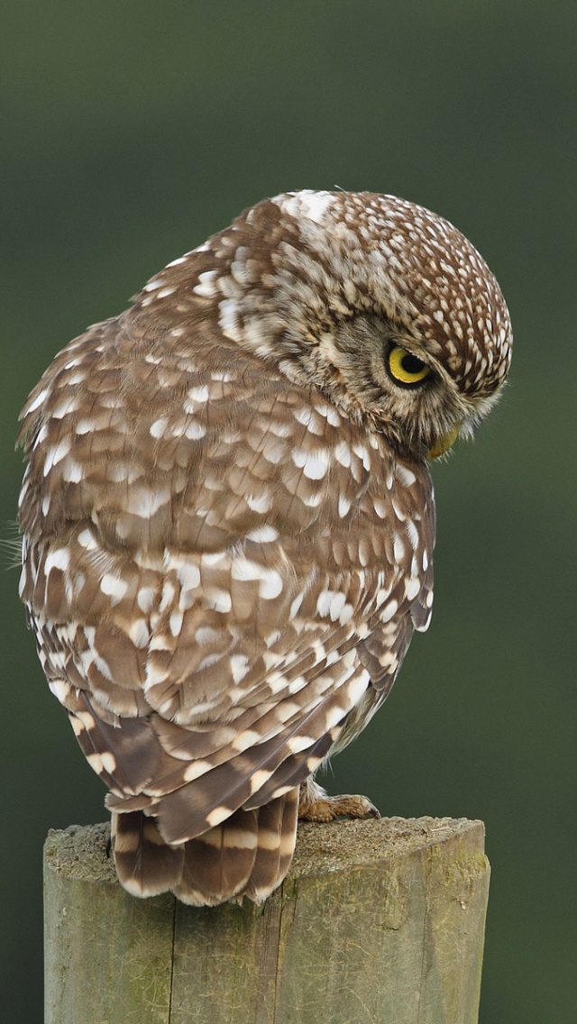 Owl screenshot #1 640x1136