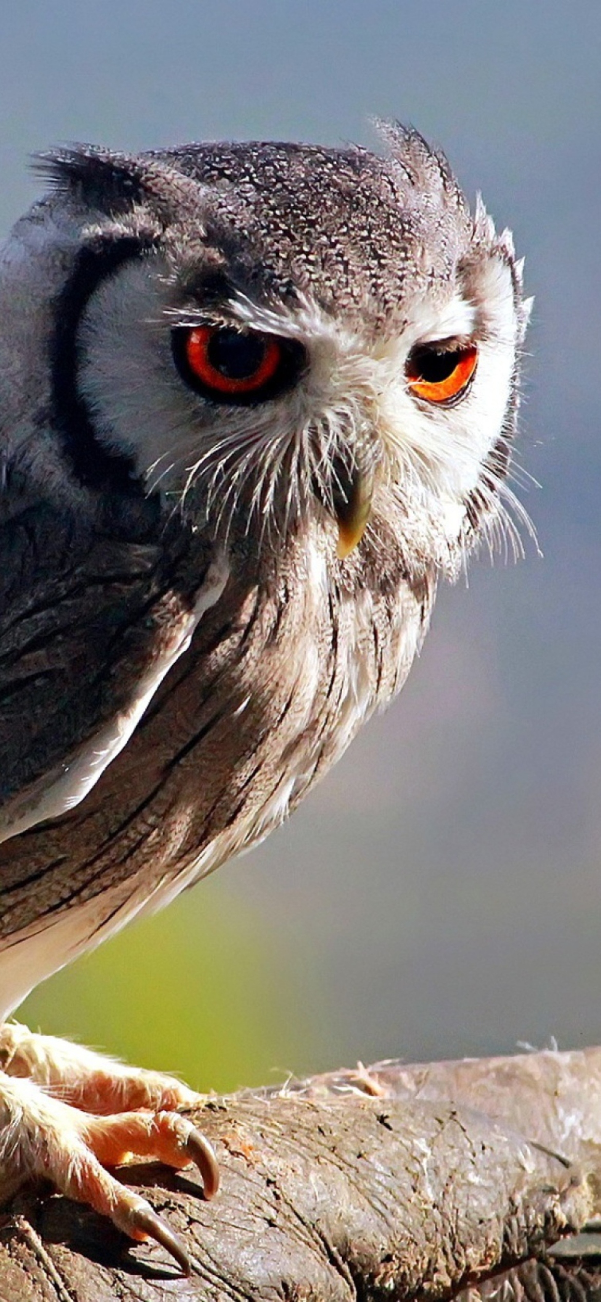 Das Red Eyes Owl Wallpaper 1170x2532