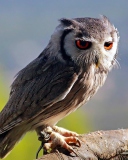 Sfondi Red Eyes Owl 128x160