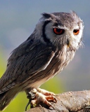 Red Eyes Owl screenshot #1 128x160