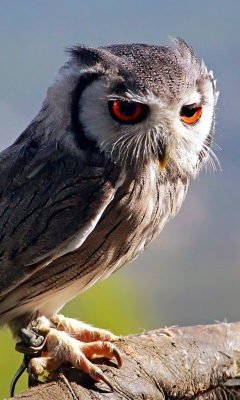 Das Red Eyes Owl Wallpaper 240x400