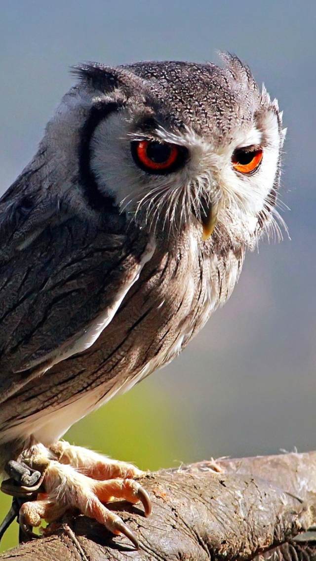 Fondo de pantalla Red Eyes Owl 640x1136