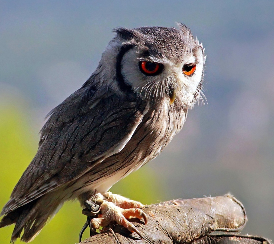 Fondo de pantalla Red Eyes Owl 960x854