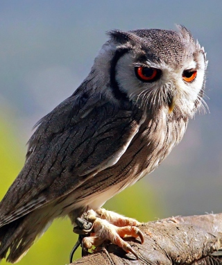 Red Eyes Owl - Obrázkek zdarma pro Nokia N96