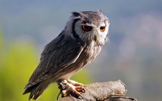 Red Eyes Owl papel de parede para celular 