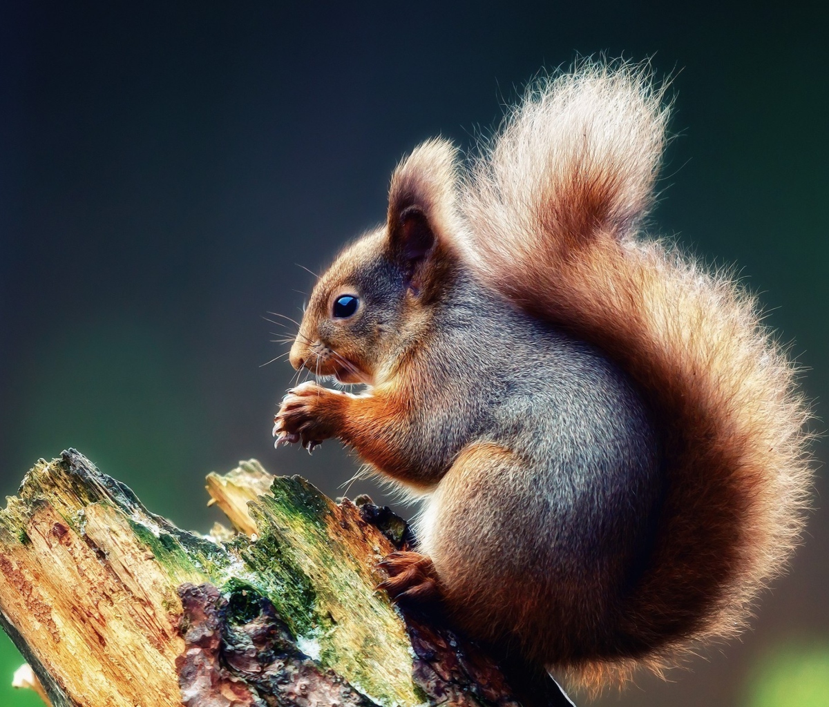 Sfondi Squirrel Eating A Nut 1200x1024