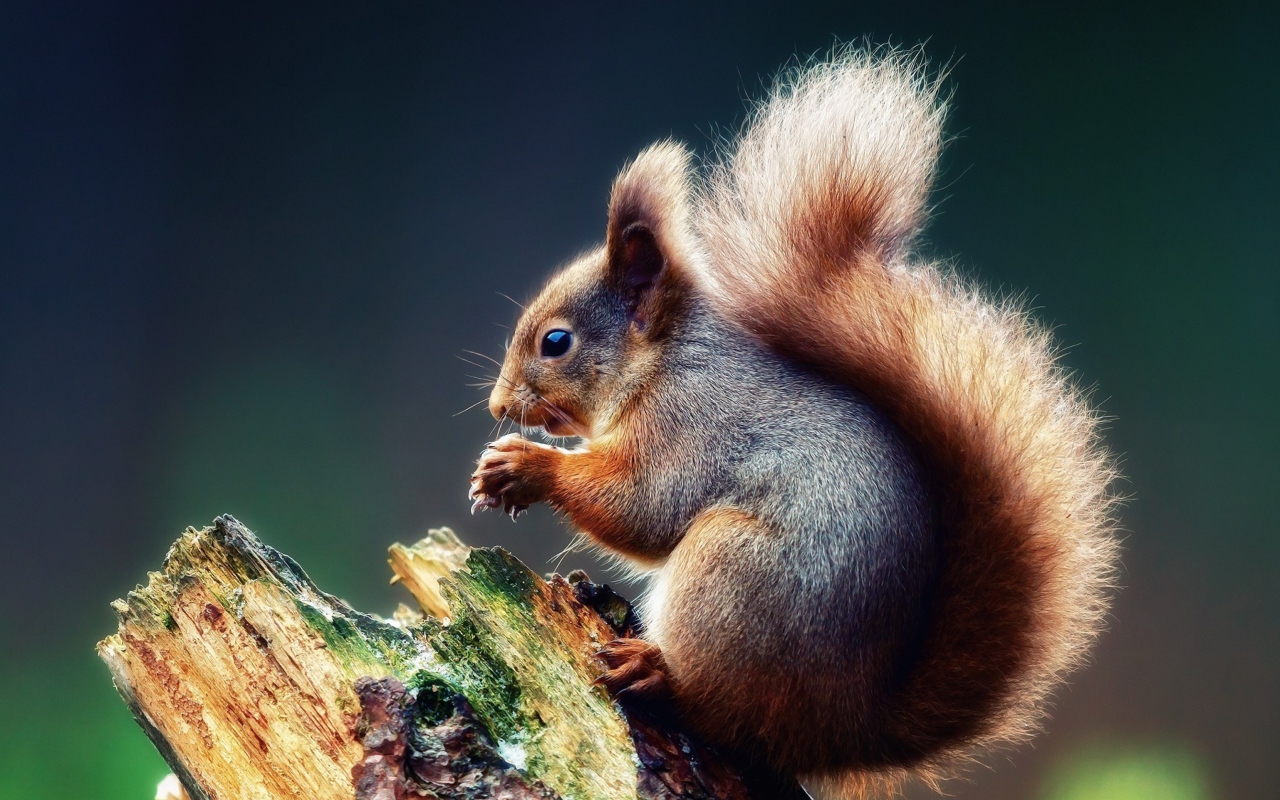 Sfondi Squirrel Eating A Nut 1280x800