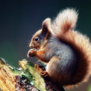 Sfondi Squirrel Eating A Nut 128x128
