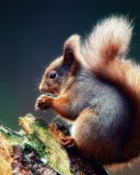 Das Squirrel Eating A Nut Wallpaper 128x160