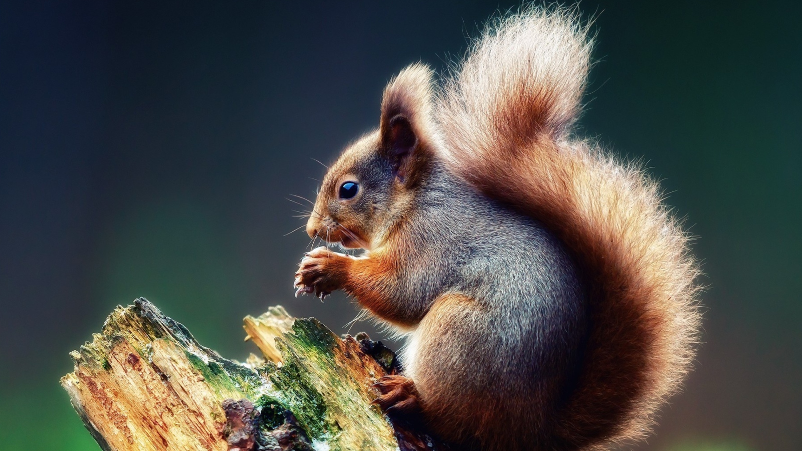 Fondo de pantalla Squirrel Eating A Nut 1600x900