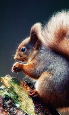 Обои Squirrel Eating A Nut 240x400