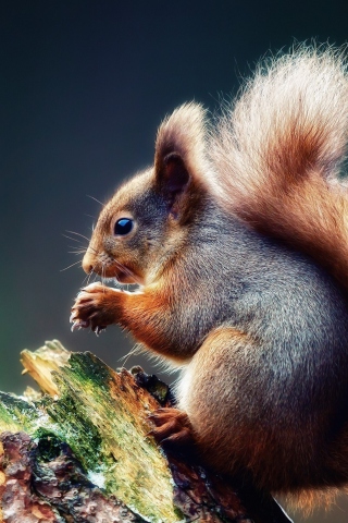 Das Squirrel Eating A Nut Wallpaper 320x480