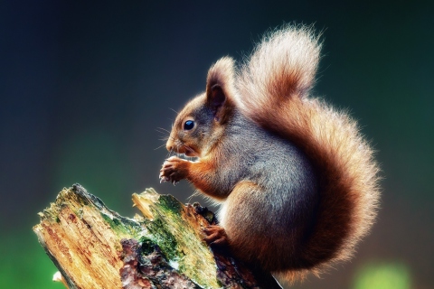 Das Squirrel Eating A Nut Wallpaper 480x320