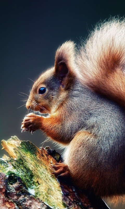 Обои Squirrel Eating A Nut 480x800