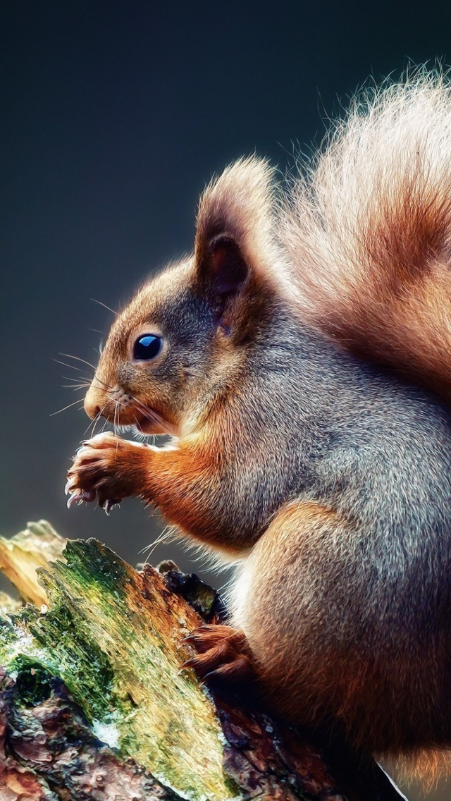 Das Squirrel Eating A Nut Wallpaper 640x1136