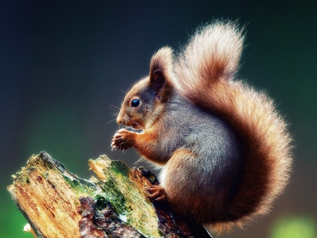 Обои Squirrel Eating A Nut 640x480
