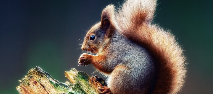 Обои Squirrel Eating A Nut 720x320