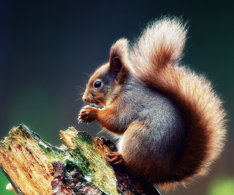 Das Squirrel Eating A Nut Wallpaper 960x800