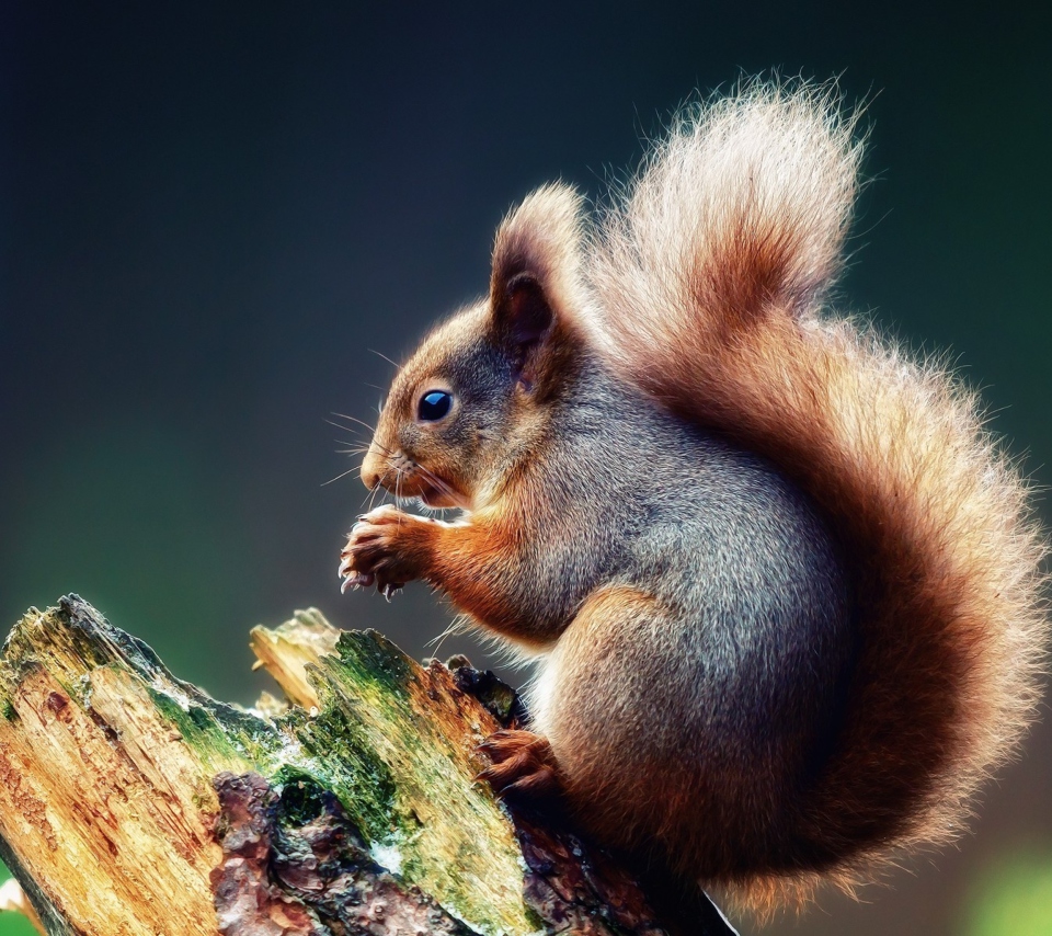 Das Squirrel Eating A Nut Wallpaper 960x854