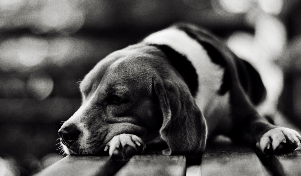 Sad Dog Black And White screenshot #1 1024x600