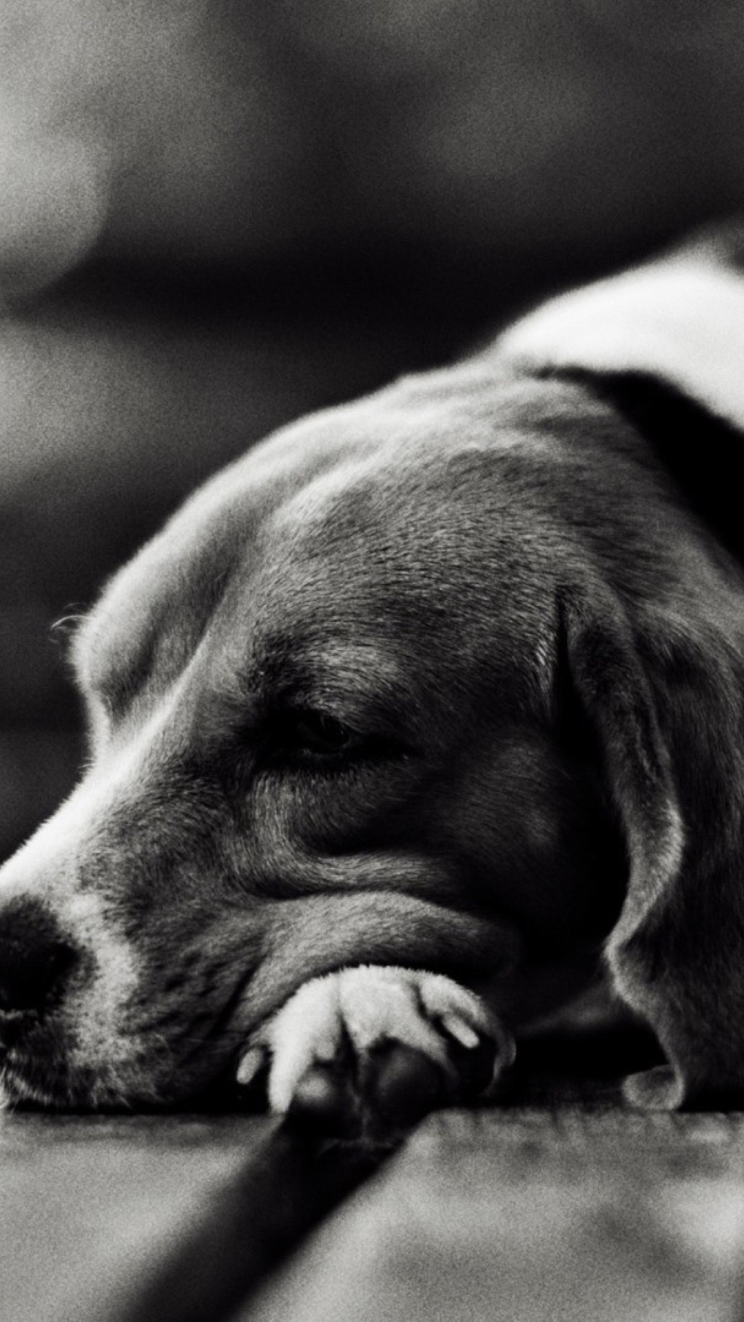 Das Sad Dog Black And White Wallpaper 1080x1920
