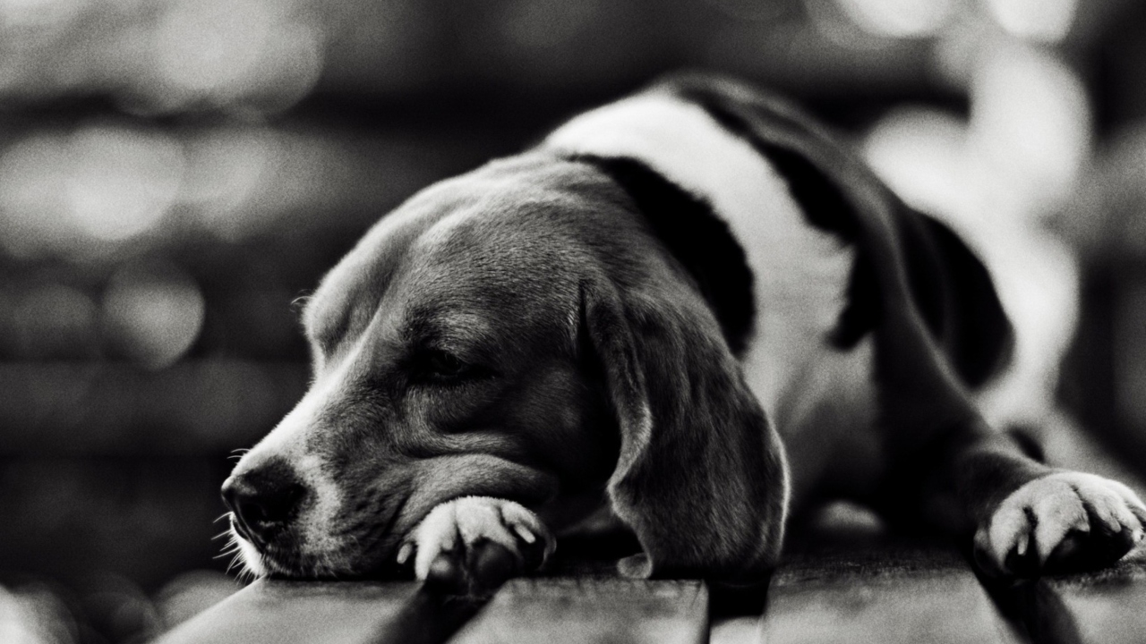 Das Sad Dog Black And White Wallpaper 1280x720