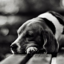 Das Sad Dog Black And White Wallpaper 128x128