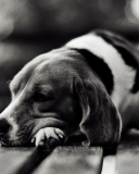 Fondo de pantalla Sad Dog Black And White 128x160