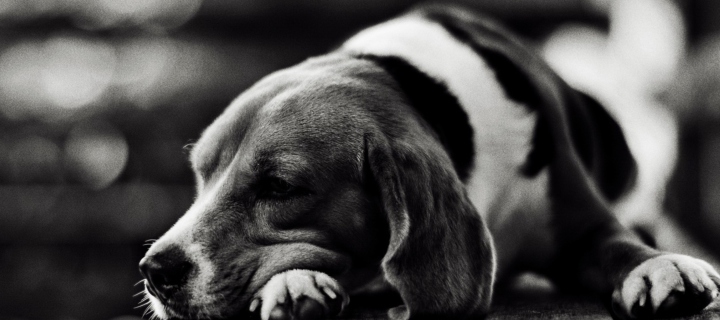 Das Sad Dog Black And White Wallpaper 720x320