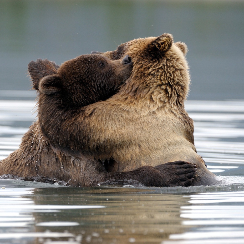 Das Brown Bear Hug Wallpaper 1024x1024