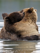 Sfondi Brown Bear Hug 132x176