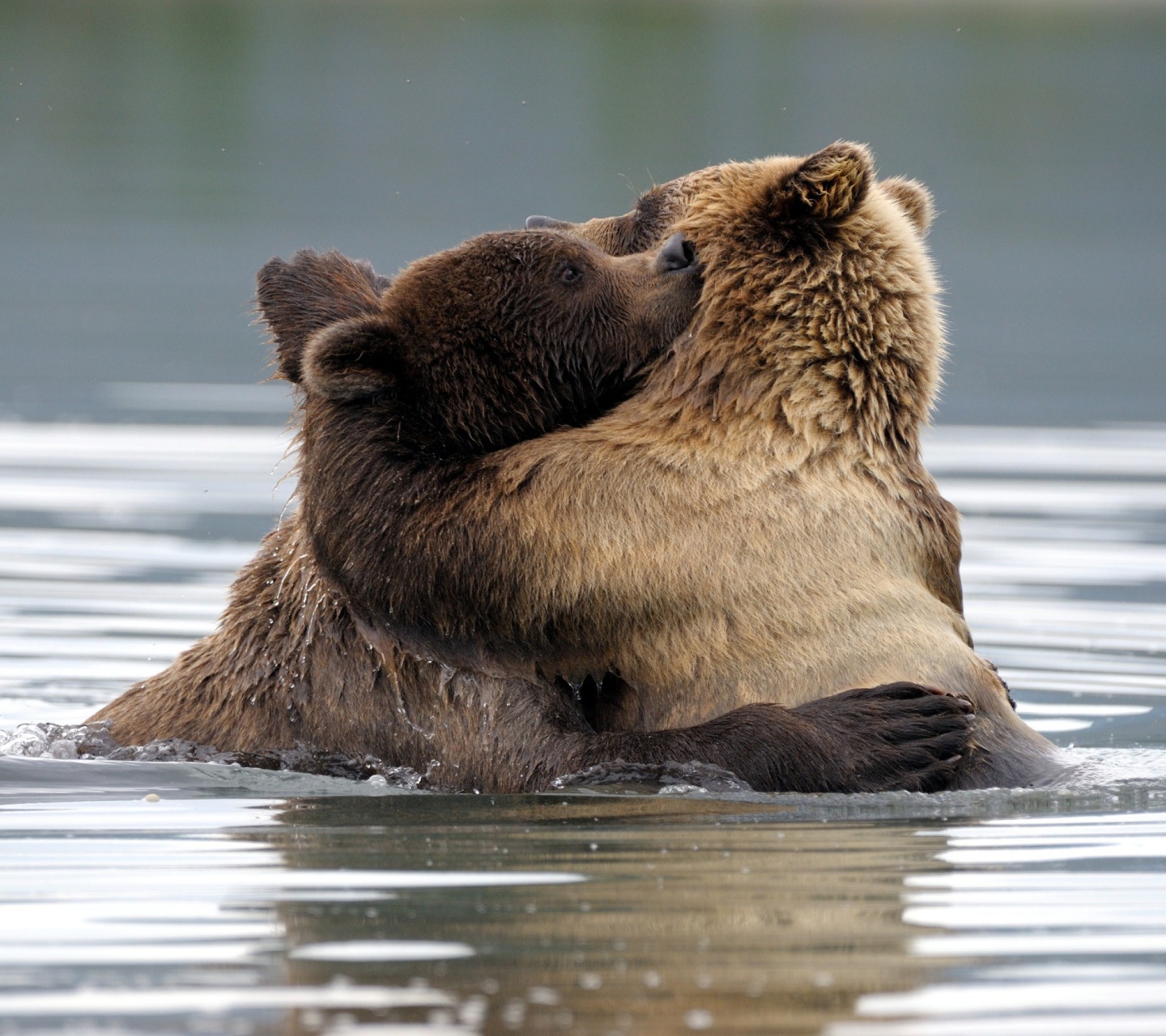 Sfondi Brown Bear Hug 1440x1280