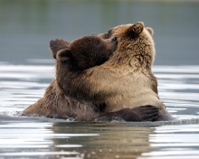 Brown Bear Hug wallpaper 220x176