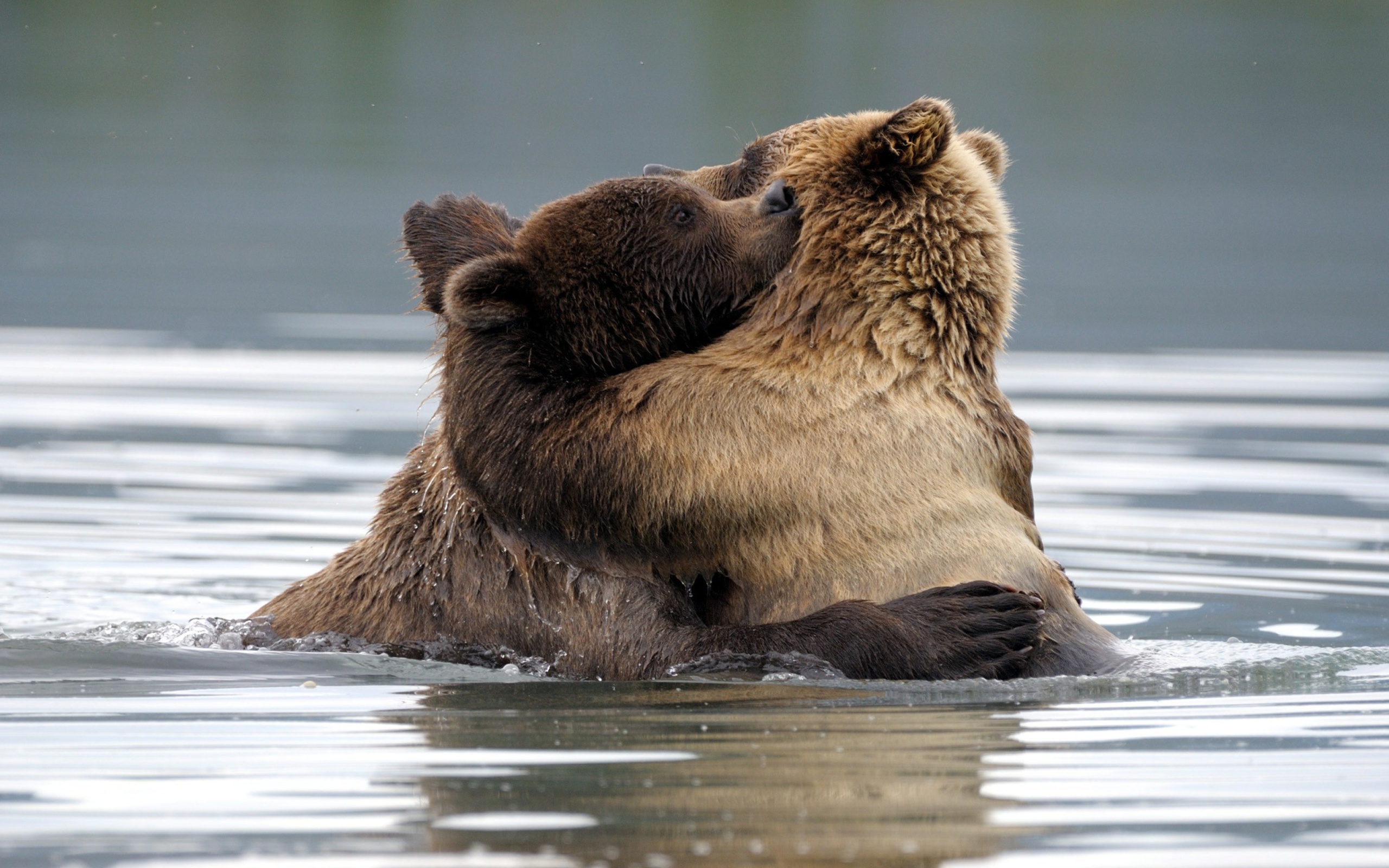 Brown Bear Hug wallpaper 2560x1600