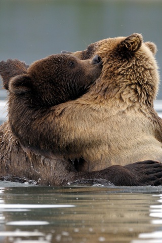 Das Brown Bear Hug Wallpaper 320x480