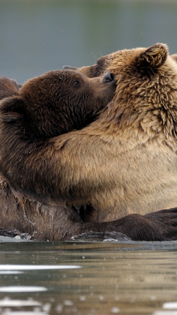 Das Brown Bear Hug Wallpaper 360x640