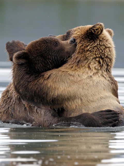 Sfondi Brown Bear Hug 480x640