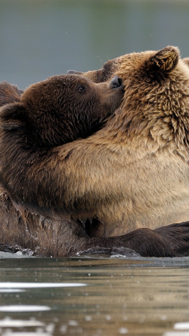 Sfondi Brown Bear Hug 640x1136