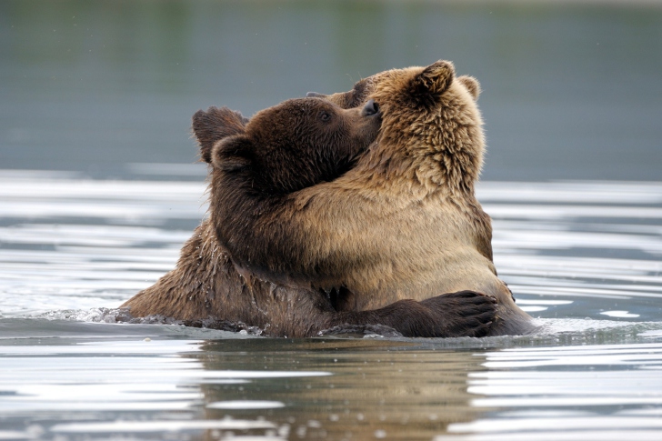 Sfondi Brown Bear Hug