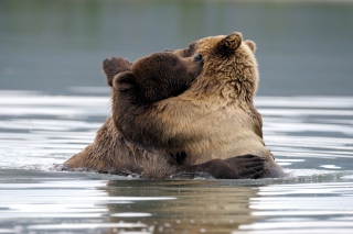 Free Brown Bear Hug Picture for Android, iPhone and iPad